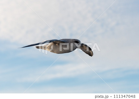 Northern Fulmar flying above Arctic sea on Svalbard. Northern Fulmar flying above Arctic sea on Svalbard. 111347048