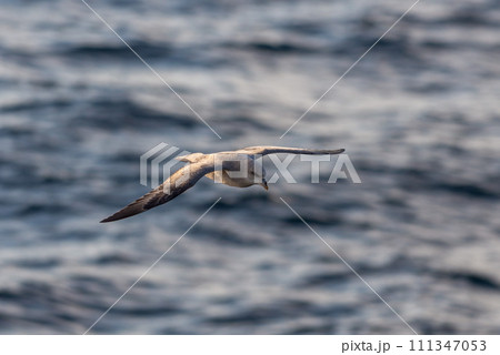 Northern Fulmar flying above Arctic sea on Svalbard. Northern Fulmar flying above Arctic sea on Svalbard. 111347053