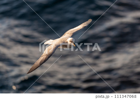 Northern Fulmar flying above Arctic sea on Svalbard. Northern Fulmar flying above Arctic sea on Svalbard. 111347068