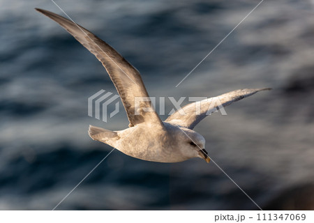Northern Fulmar flying above Arctic sea on Svalbard. Northern Fulmar flying above Arctic sea on Svalbard. 111347069