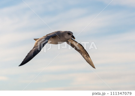 Northern Fulmar flying above Arctic sea on Svalbard. Northern Fulmar flying above Arctic sea on Svalbard. 111347079