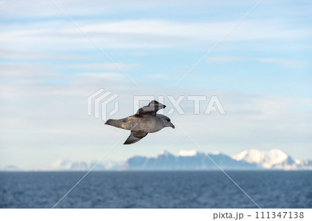 Northern Fulmar flying above Arctic sea on Svalbard. Northern Fulmar flying above Arctic sea on Svalbard. 111347138