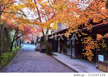 京都市 大原三千院御殿門前参道(桜の馬場)と紅葉 京都市 大原三千院御殿門前参道(桜の馬場)と紅葉 111347139