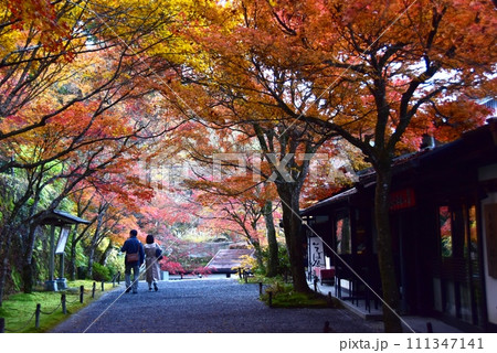 京都市　大原三千院御殿門前参道（桜の馬場）と紅葉 111347141