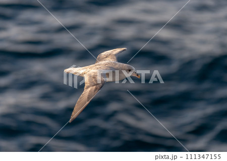 Northern Fulmar flying above Arctic sea on Svalbard. 111347155