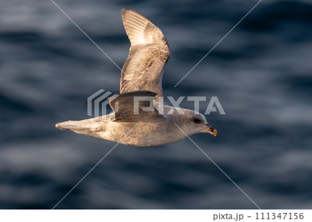 Northern Fulmar flying above Arctic sea on Svalbard. 111347156
