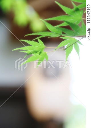 新緑の映える季節 新緑の映える季節 111347160