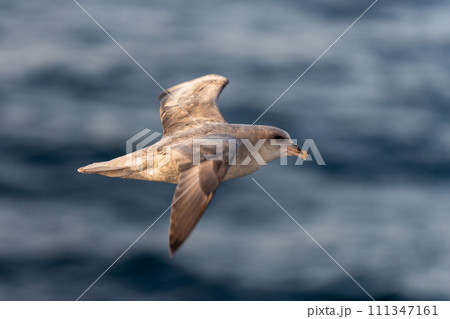 Northern Fulmar flying above Arctic sea on Svalbard. 111347161