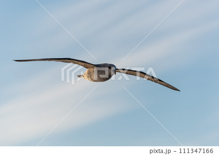 Northern Fulmar flying above Arctic sea on Svalbard. Northern Fulmar flying above Arctic sea on Svalbard. 111347166