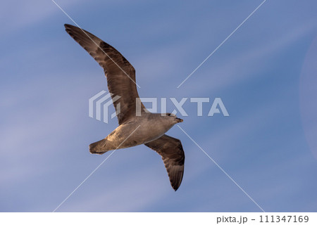 Northern Fulmar flying above Arctic sea on Svalbard. Northern Fulmar flying above Arctic sea on Svalbard. 111347169