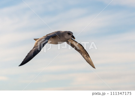 Northern Fulmar flying above Arctic sea on Svalbard. Northern Fulmar flying above Arctic sea on Svalbard. 111347175