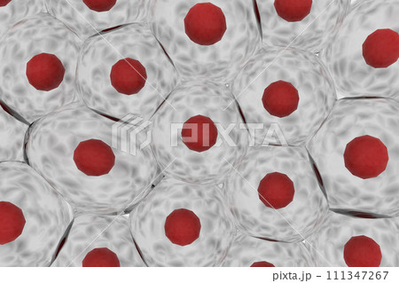 複数の動物細胞のイメージ 111347267