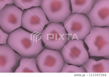複数の動物細胞のイメージ 複数の動物細胞のイメージ 111347268