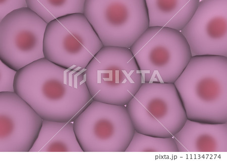 複数の動物細胞のイメージ 111347274