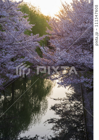 朝日射す岸辺の桜 朝日射す岸辺の桜 111347608