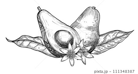 Avocado vector illustration. Hand drawn sketch painted by black inks with vegetable, leaves and flowers. Botanical drawing of tropical Fruit. Engraving for food packaging design. Plant sketch. 111348387
