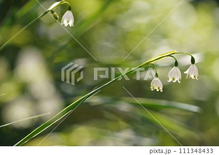 白いスズランスイセンの花 111348433