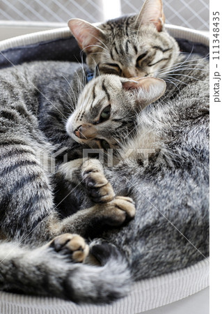 兄弟で寝る保護猫 111348435