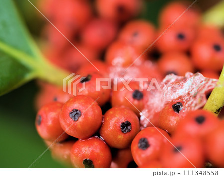 1月に実っている赤いタラヨウ(多羅葉)の実 1月に実っている赤いタラヨウ(多羅葉)の実 111348558