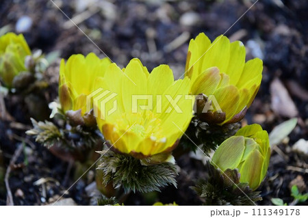 春を告げる福寿草が咲きました 111349178