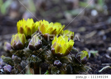 春を告げる福寿草が咲きました 111349194