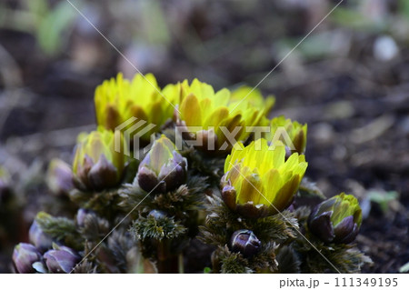 春を告げる福寿草が咲きました 111349195