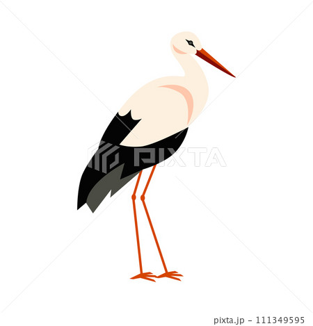 Standing stork bird with black and white feathering, long beak and legs isolated, wildlife animal bird cartoon vector 111349595