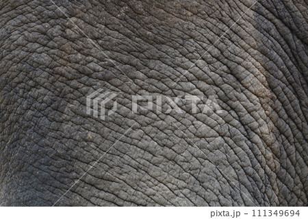 Close up The elephant Skin is big wildlift animal for texture and pattern skin 111349694