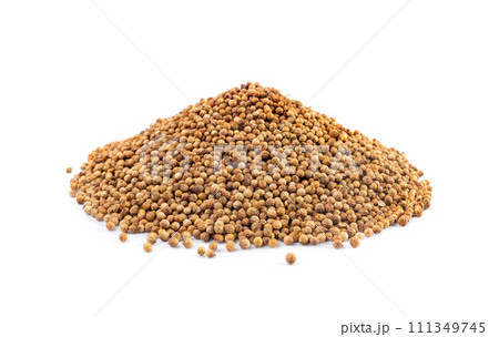 Coriander Seeds Isolated, Cilantro Grains, Chinese Parsley Seed Group, Dry Spices, Seasonings Coriander Seeds Isolated, Cilantro Grains, Chinese Parsley Seed Group, Dry Spices, Seasonings 111349745