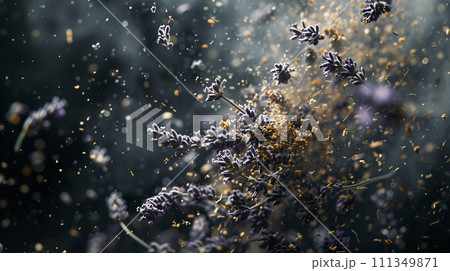 Lavender sprigs, crushed flowers flying in the light on dark background 111349871