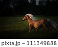 Haflinger horse with white mane is running on the forest 111349888