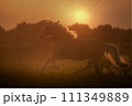 Haflinger horse with white mane is running on the sunset 111349889