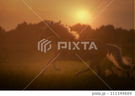 Haflinger horse with white mane is running on the sunset 111349889