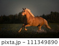 Haflinger horse with white mane is running on the sunset 111349890