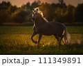 Haflinger horse with white mane is running on the sunset 111349891