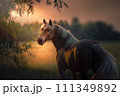 Golen horse is on a field on the sunset light 111349892