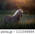 Golen horse is on a field on the sunset light 111349894
