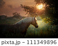 Golen horse is on a field on the sunset light 111349896