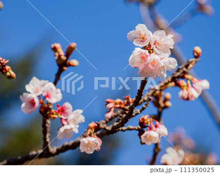 青空に映える早咲きの桜【薩摩寒桜】 青空に映える早咲きの桜【薩摩寒桜】 111350025