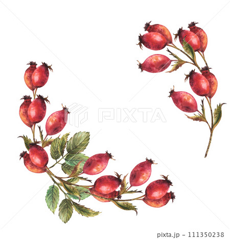Branch of wild rosehips with red briar fruits, dog rose with green leaves Semicircular frame, wreath Hand drawn watercolor illustration for label, logo, card template Clipart isolated white background Branch of wild rosehips with red briar fruits, dog rose with green leaves Semicircular frame, wreath Hand drawn watercolor illustration for label, logo, card template Clipart isolated white background 111350238