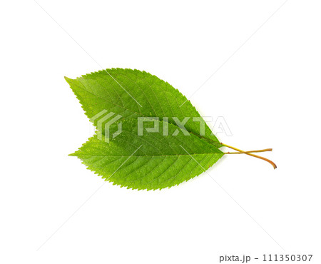 Cherry Leaf Isolated, Green Fruit Leaves, Cherry Tree Leaf 111350307