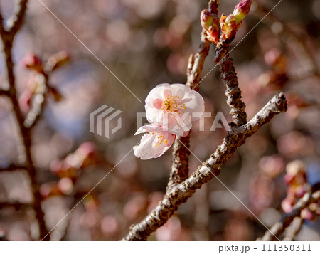 早春に開花した早咲きの桜【薩摩寒桜】 111350311