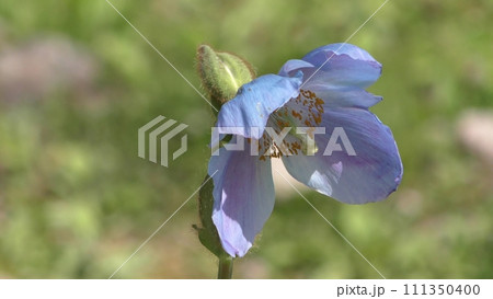 ヒマラヤの青いケシ 111350400