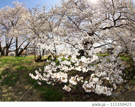 満開の桜が咲いた公園 満開の桜が咲いた公園 111350423