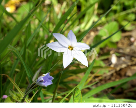 春に咲くハナニラの白い花 春に咲くハナニラの白い花 111350426
