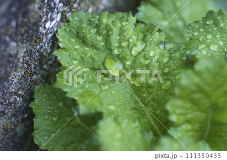 雨に濡れた葉 雨に濡れた葉 111350435