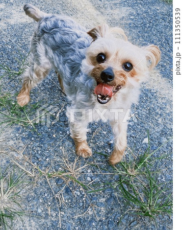 元気に庭をかける愛犬 111350539