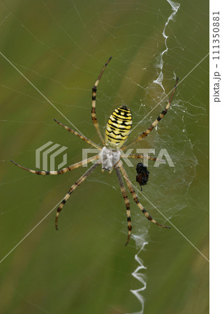 Vertical closeup on a colorful female wasp spider, Argiope bruennichi, waiting in her web 111350881