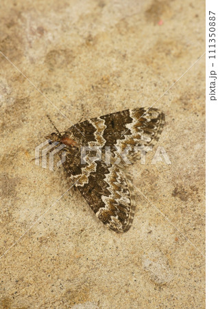 Closeup on a broken-barred carpet geometer moth, Electrophaes corylata sitting on a stone Closeup on a broken-barred carpet geometer moth, Electrophaes corylata sitting on a stone 111350887