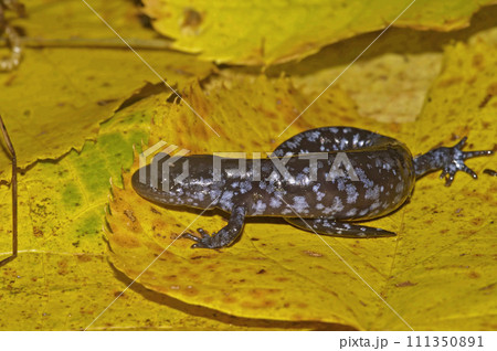 Closeup on the North American endangered and protected Blue spotted mole salamander, Ambystoma laterale sitting on a yellow leaf 111350891